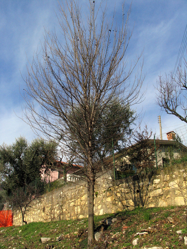 Ulmus minor / Olmo comune